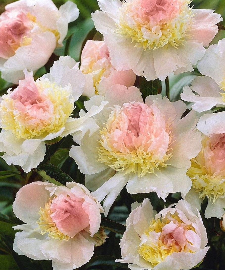 Пион сорбет Соланж