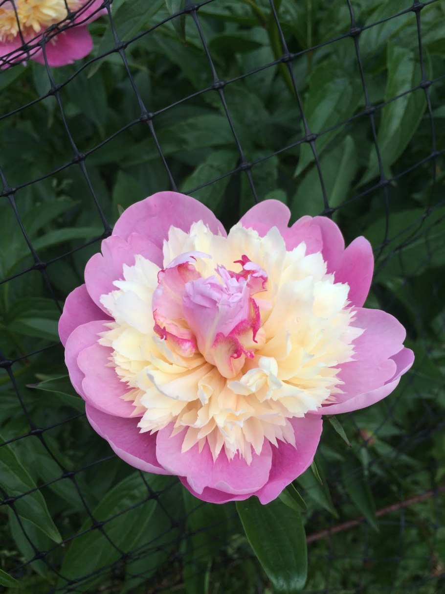 Пион молочноцветковый 'Mister ed'