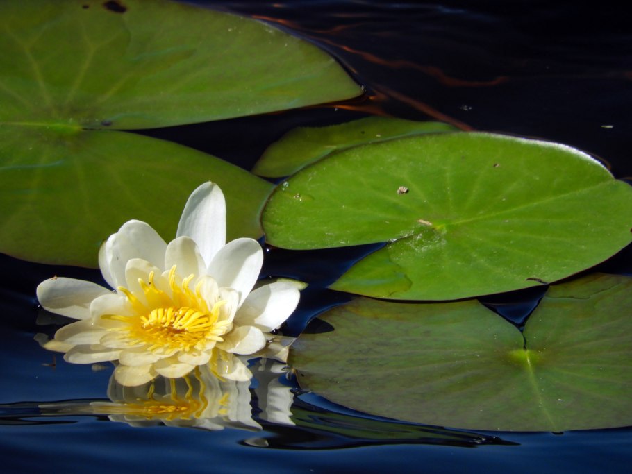 Кувшинка четырёхгранная