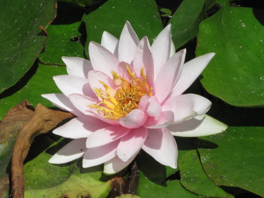 Кувшинка гибридная Nymphaea