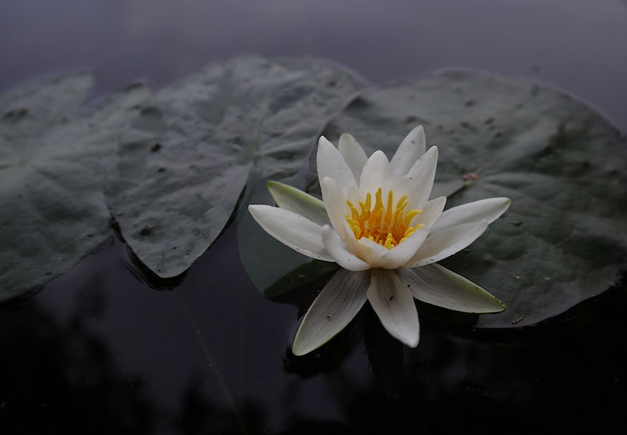 Кувшинка четырехгранная (Nymphaea Tetragona)