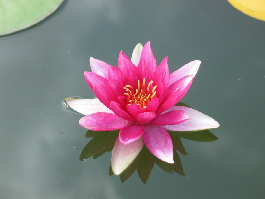 Гидрофиты кувшинка