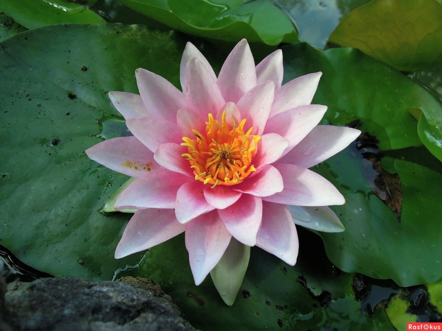 Кувшинки в Монрепо фото