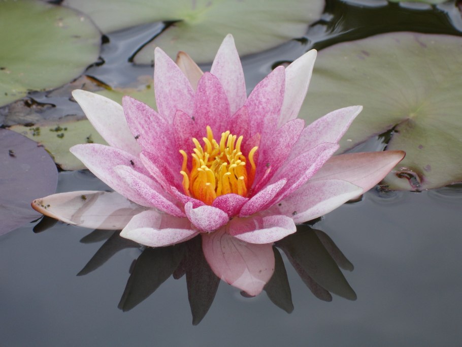 Кувшинка четырехгранная - Nymphaea Tetragona Georgi