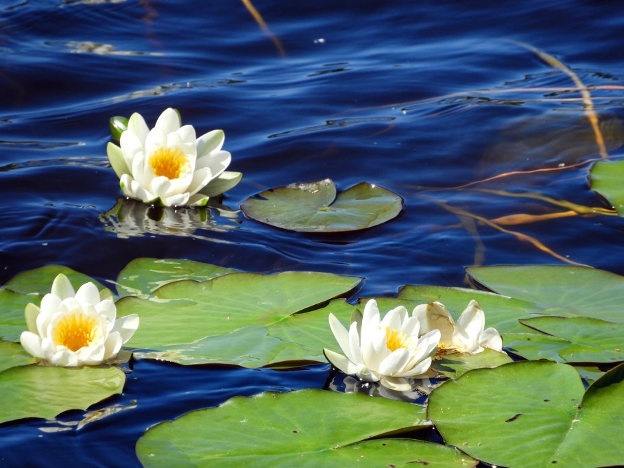 Четырехгранная кувшинка Архангельск