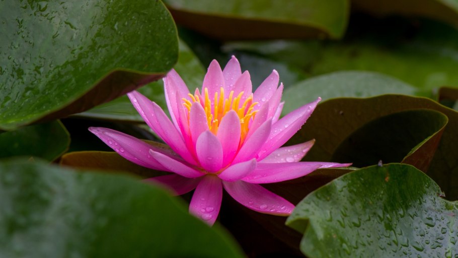 Кувшинка четырёхгранная