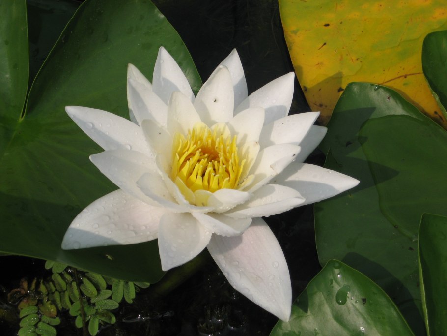 Кувшинка четырехгранная (Nymphaea Tetragona)