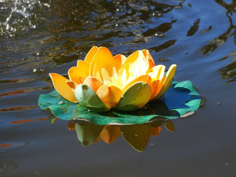 Кувшинка четырёхгранная