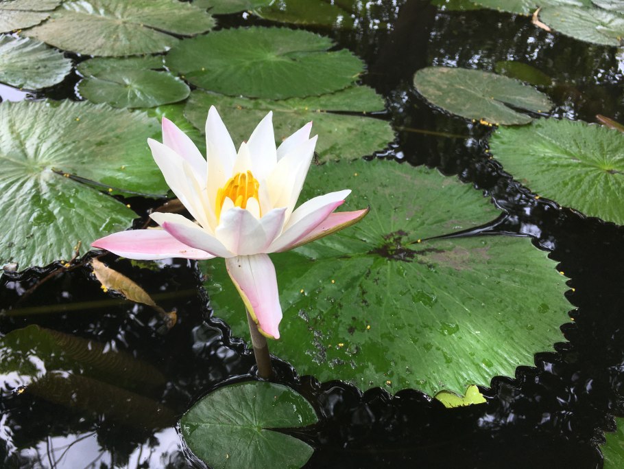 Кувшинка Nymphaea Gladstoniana