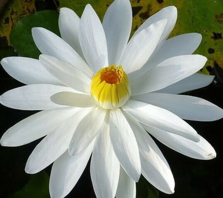 Лотос кувшинки водяная Лилия жёлтый