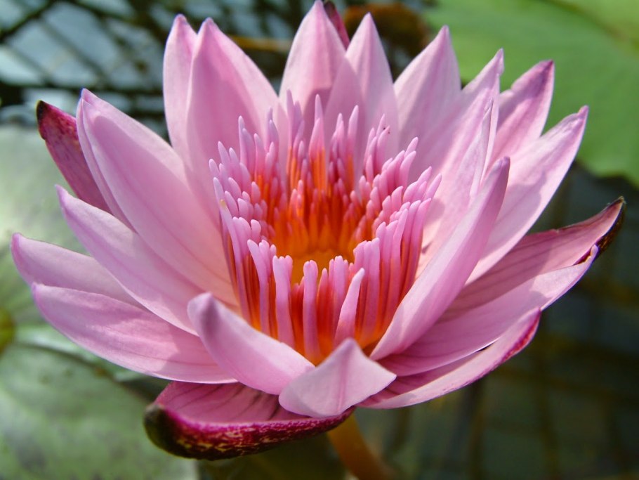 Кувшинка четырехугольная - Nymphaea Tetragona Georgi