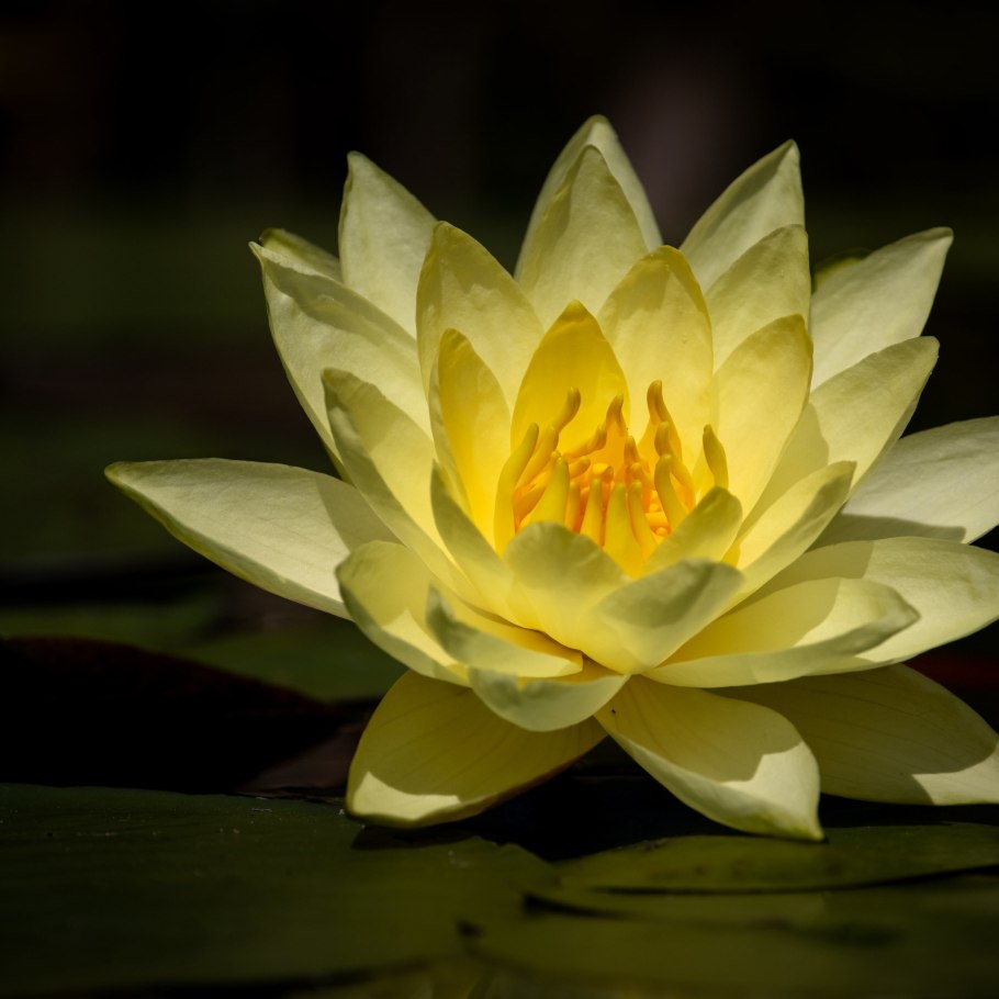 Нимфея (кувшинка) White Sensation