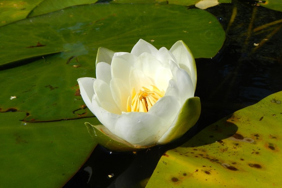 Кувшинка и Лотос цветы