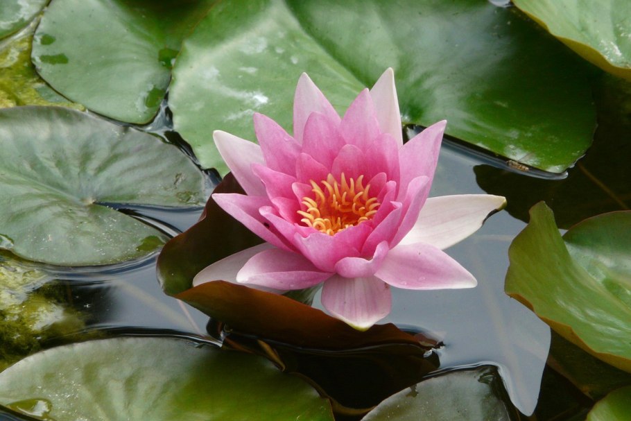 Лилия кубышка