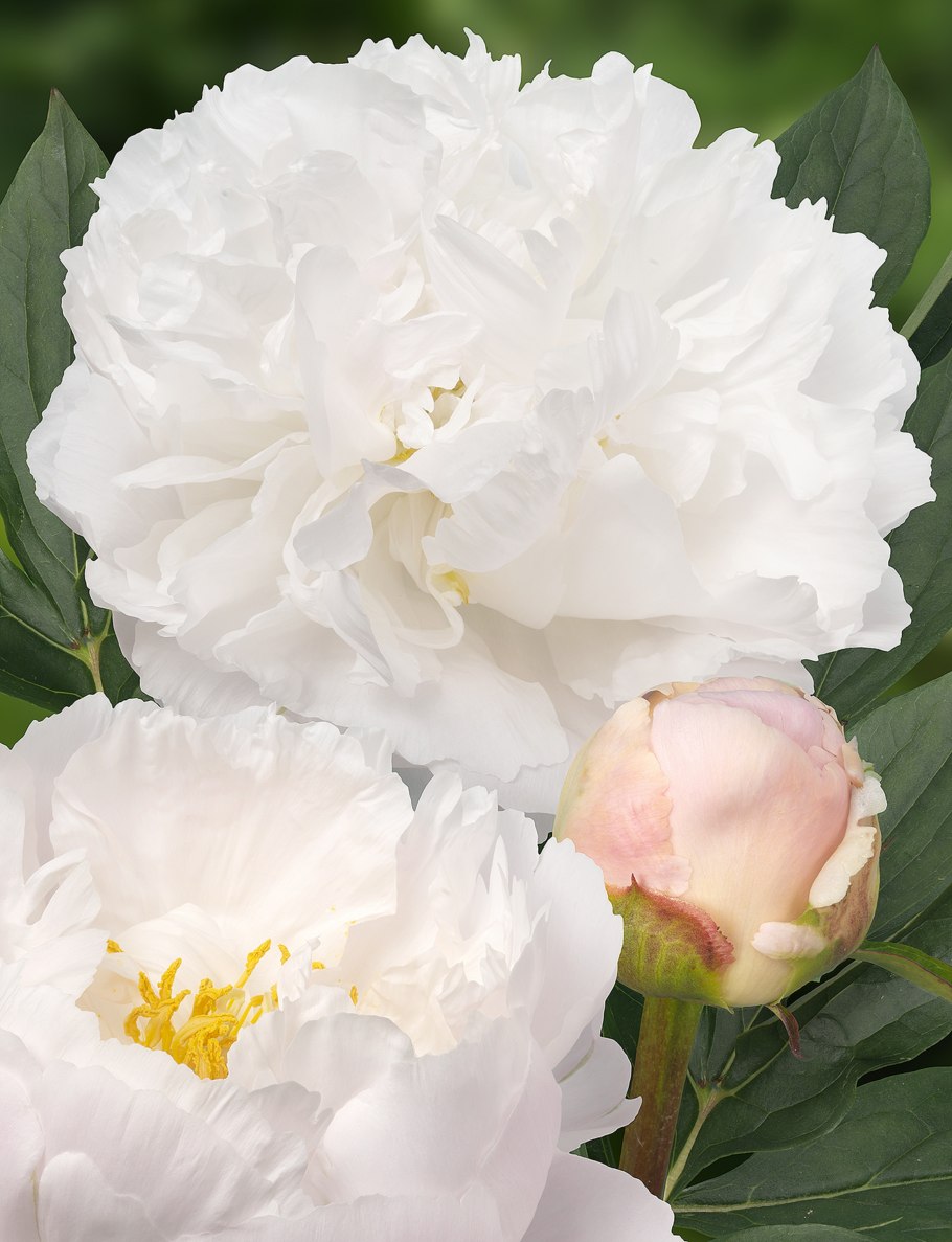 Paeonia Miss America