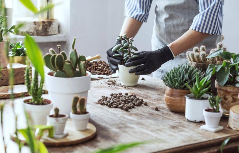 Хонаки гуллар парвариши