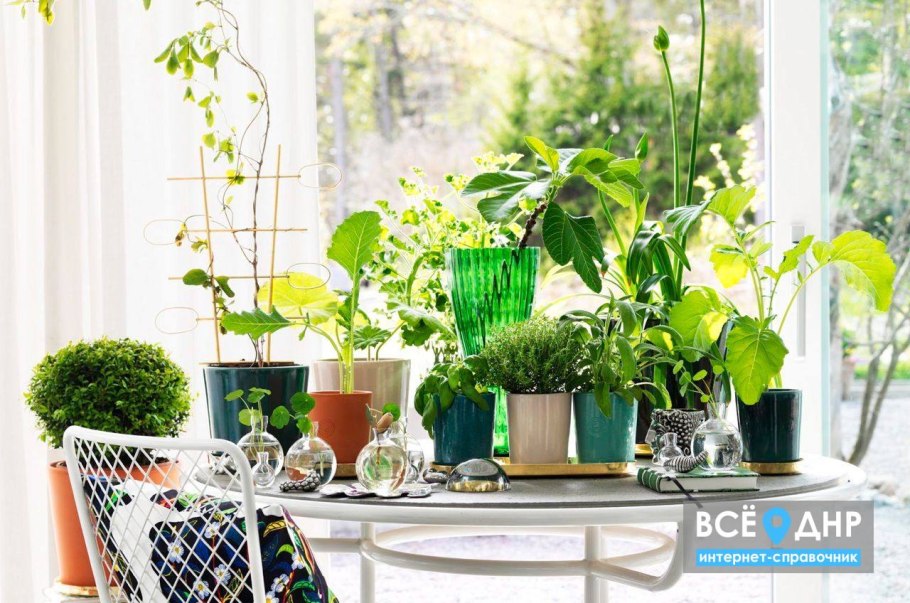 Комнатные цветы на подоконнике дизайн