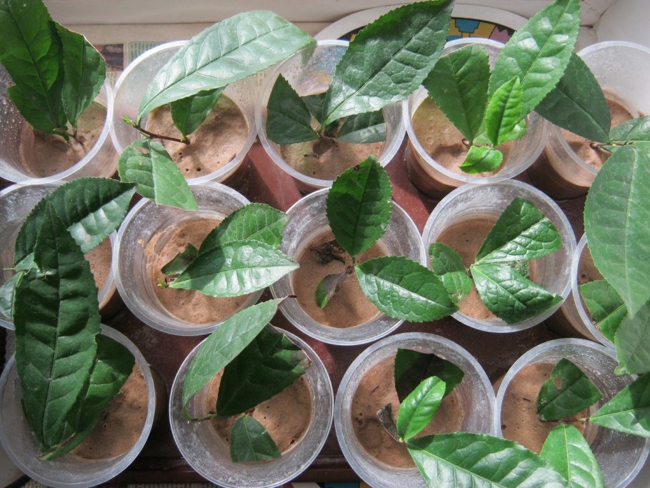 Камелия китайская семена