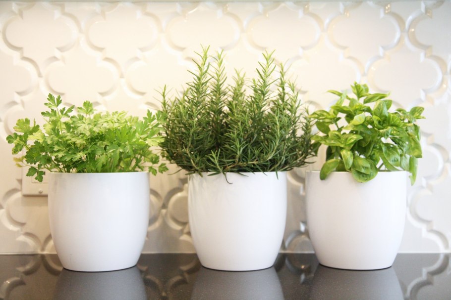 Мята шалфей розмарин комнатные растения