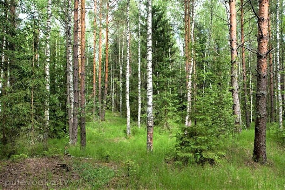 Хвойно-широколиственный лес