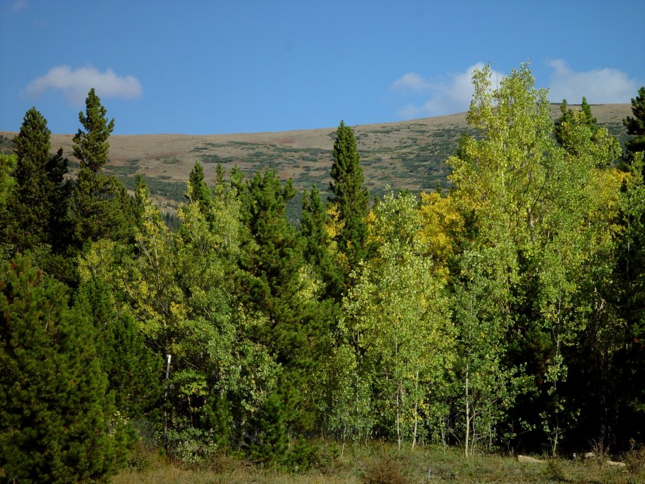 Елово широколиственный лес