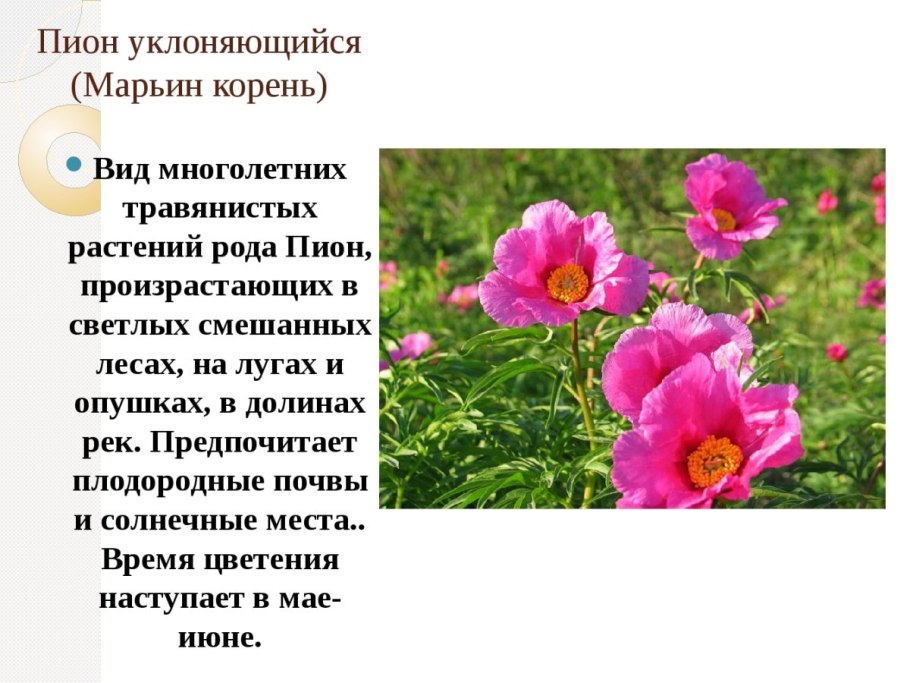 Пион узколистный