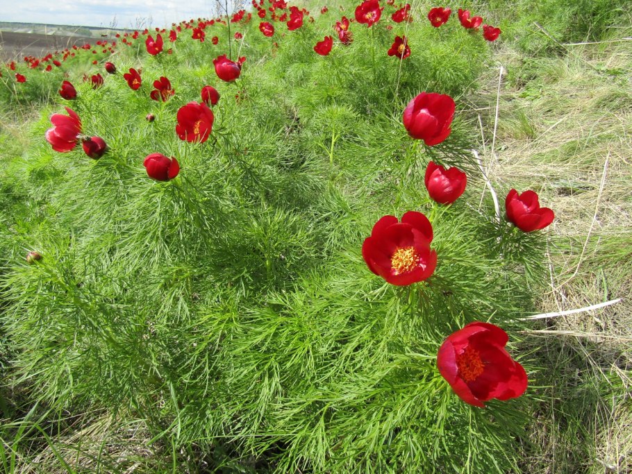 Пион тонколистный дикий