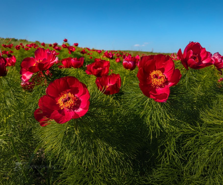Пион тонколистный махровый