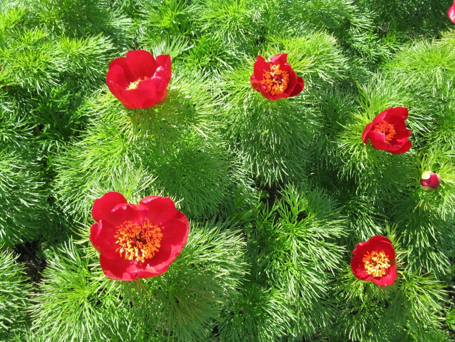 Пион тонколистный