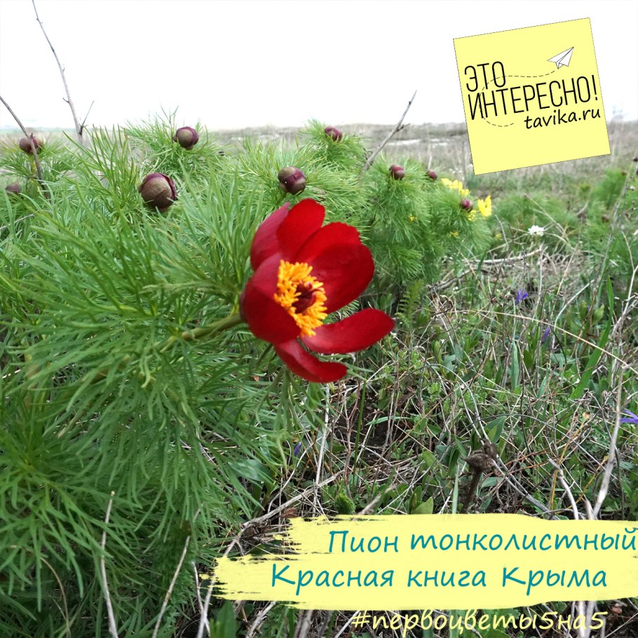 Пион тонколистный махровый