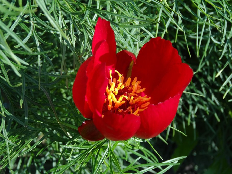 Пион узколистный Воронец