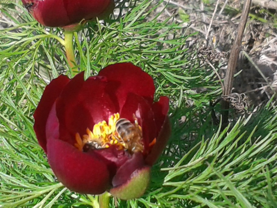 Пион Марьин корень красный тонколистный