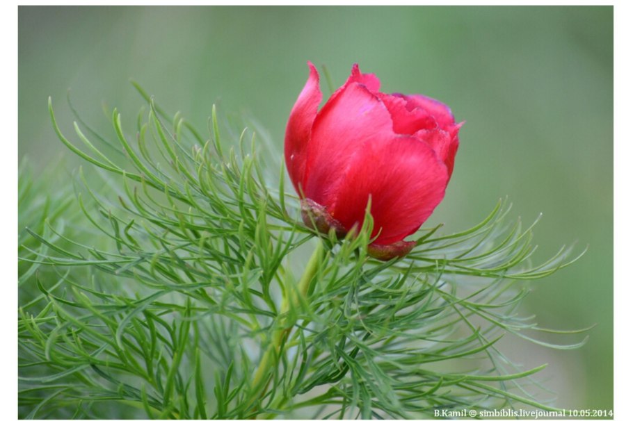 Пион тонколистный