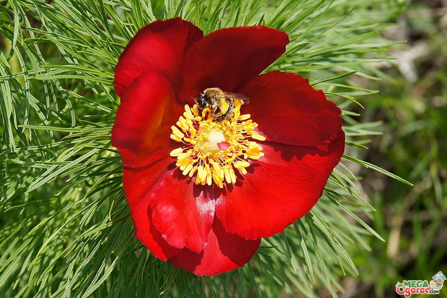 Пион тонколистный махровый