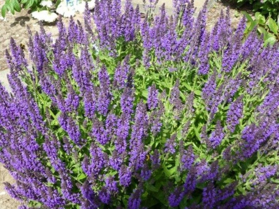 Шалфей Дубравный Marcus