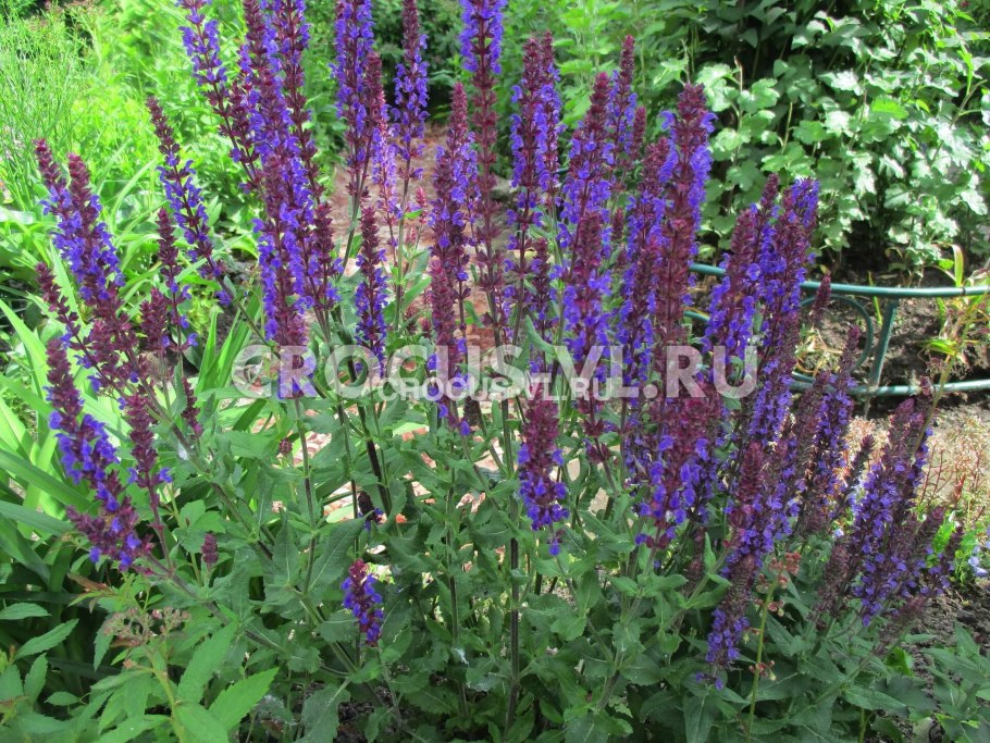 Гелиотроп шалфей Маркус