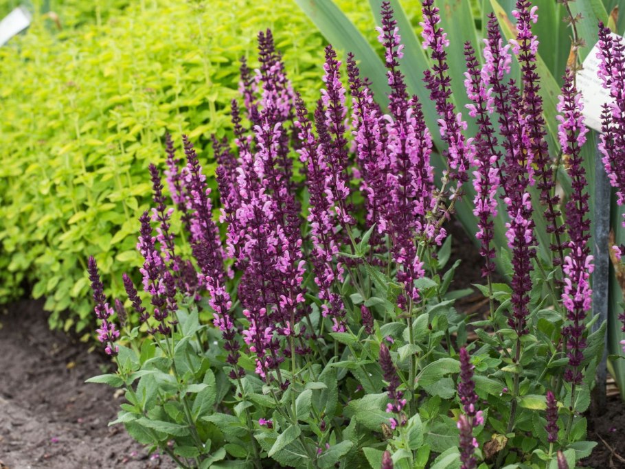 Шалфей Дубравный Маркус "Marcus"