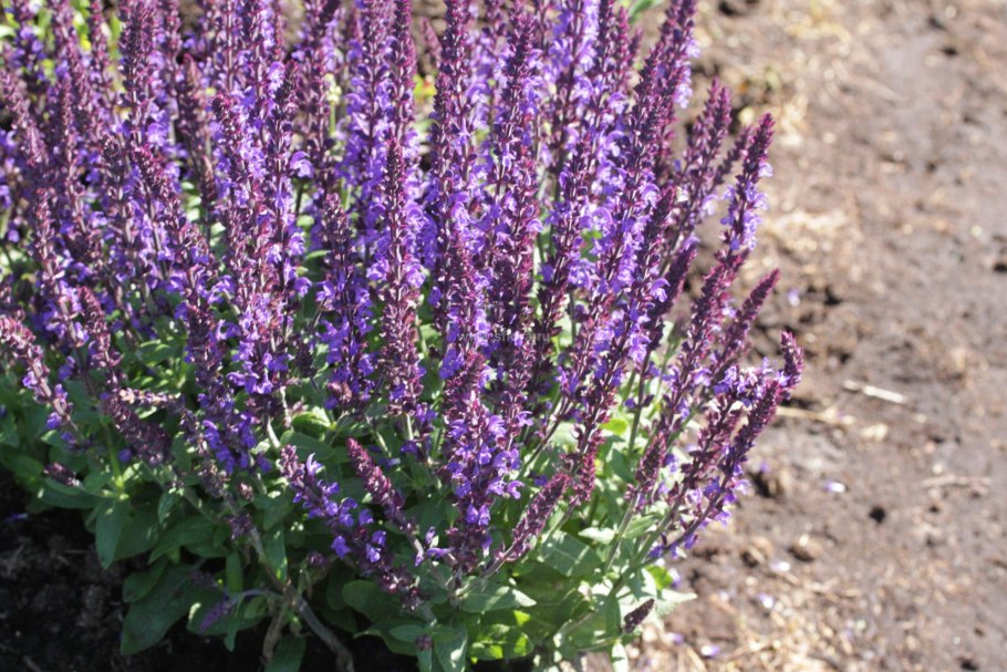 Локус цветок