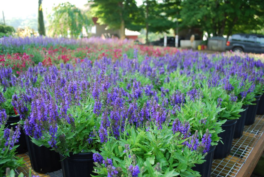 Сальвия Дубравная Маркус