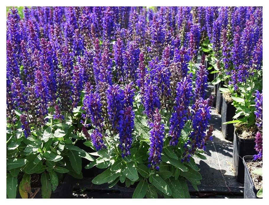 Шалфей Дубравный Швелленбург