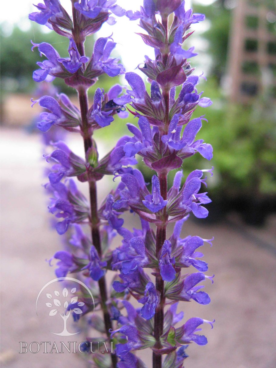 Шалфей Viola Klose