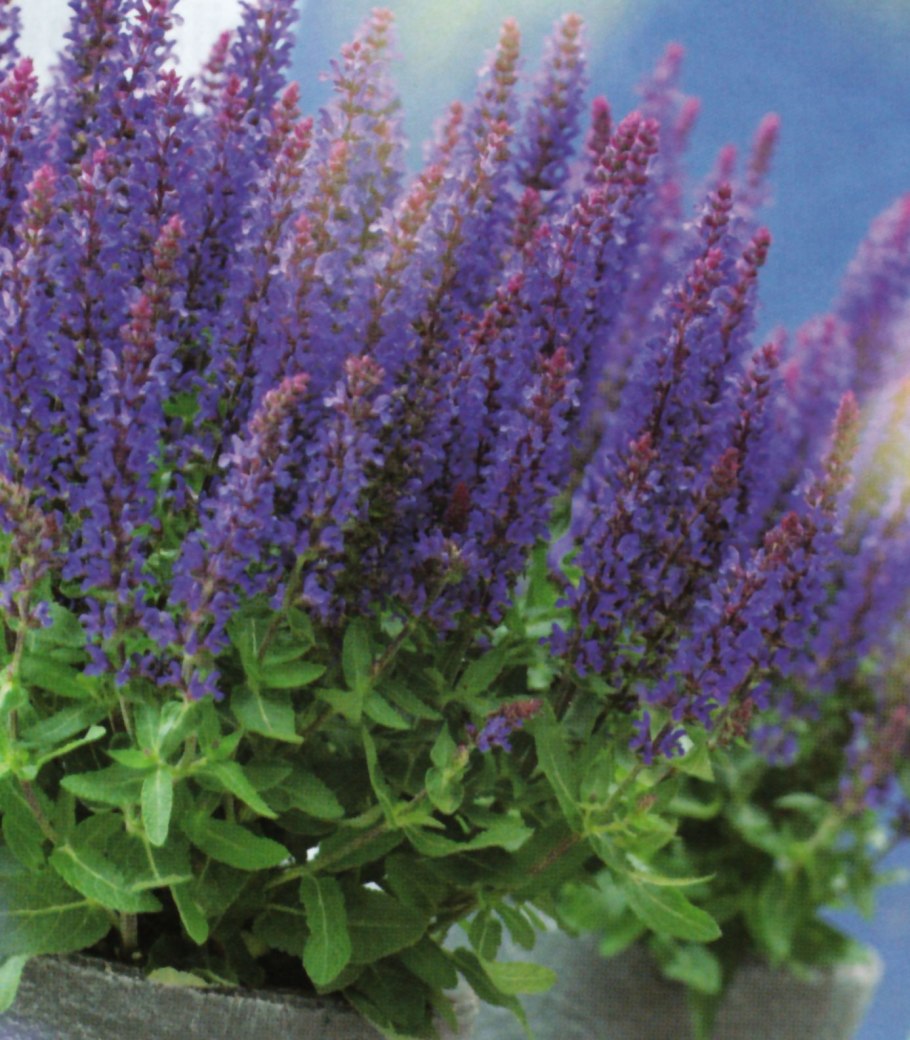 Шалфей Дубравный "Сенсейшн дип Блу Импрувд"