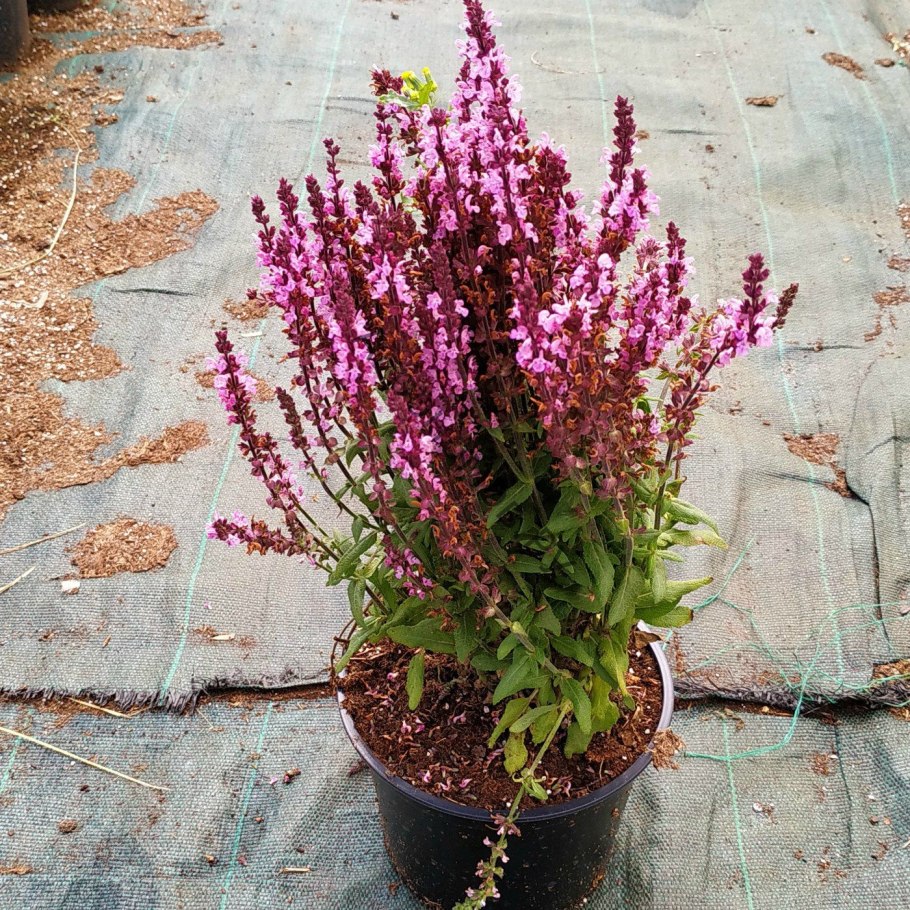 Сальвия дубравная (шалфей) сенсейшн роуз