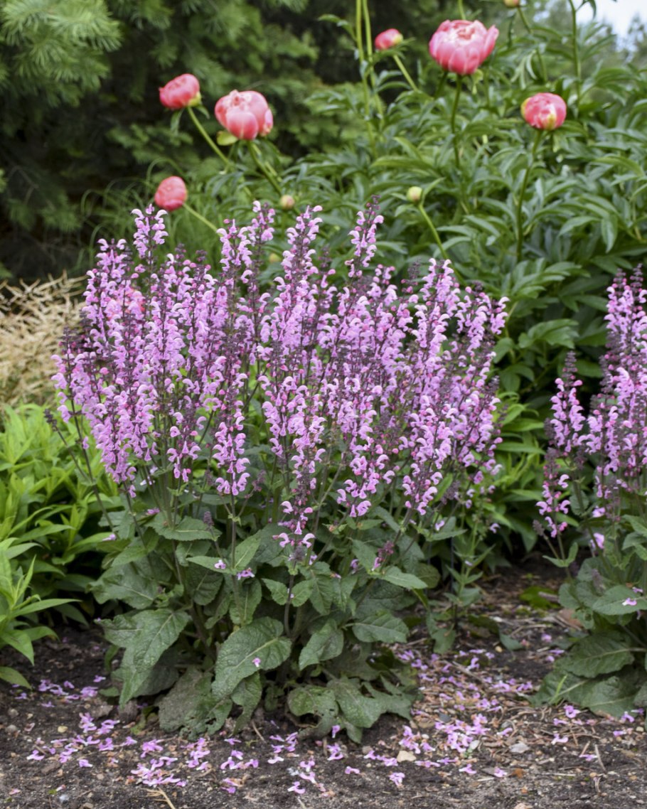 Сальвия Дубравная (шалфей) Блаукенигин
