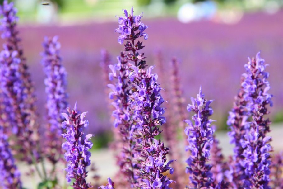 Шалфей Дубравный 'Mainacht'