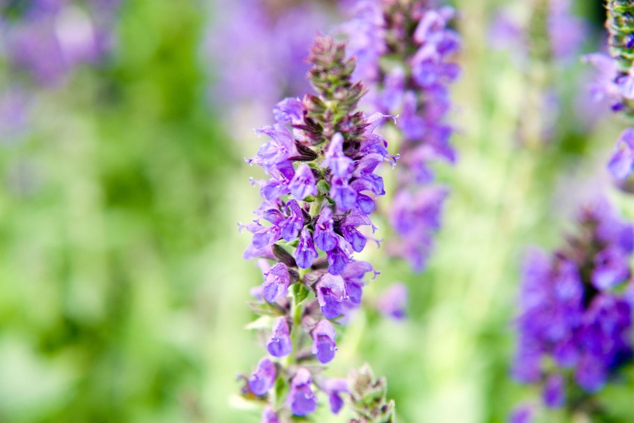 Шалфей Маркус