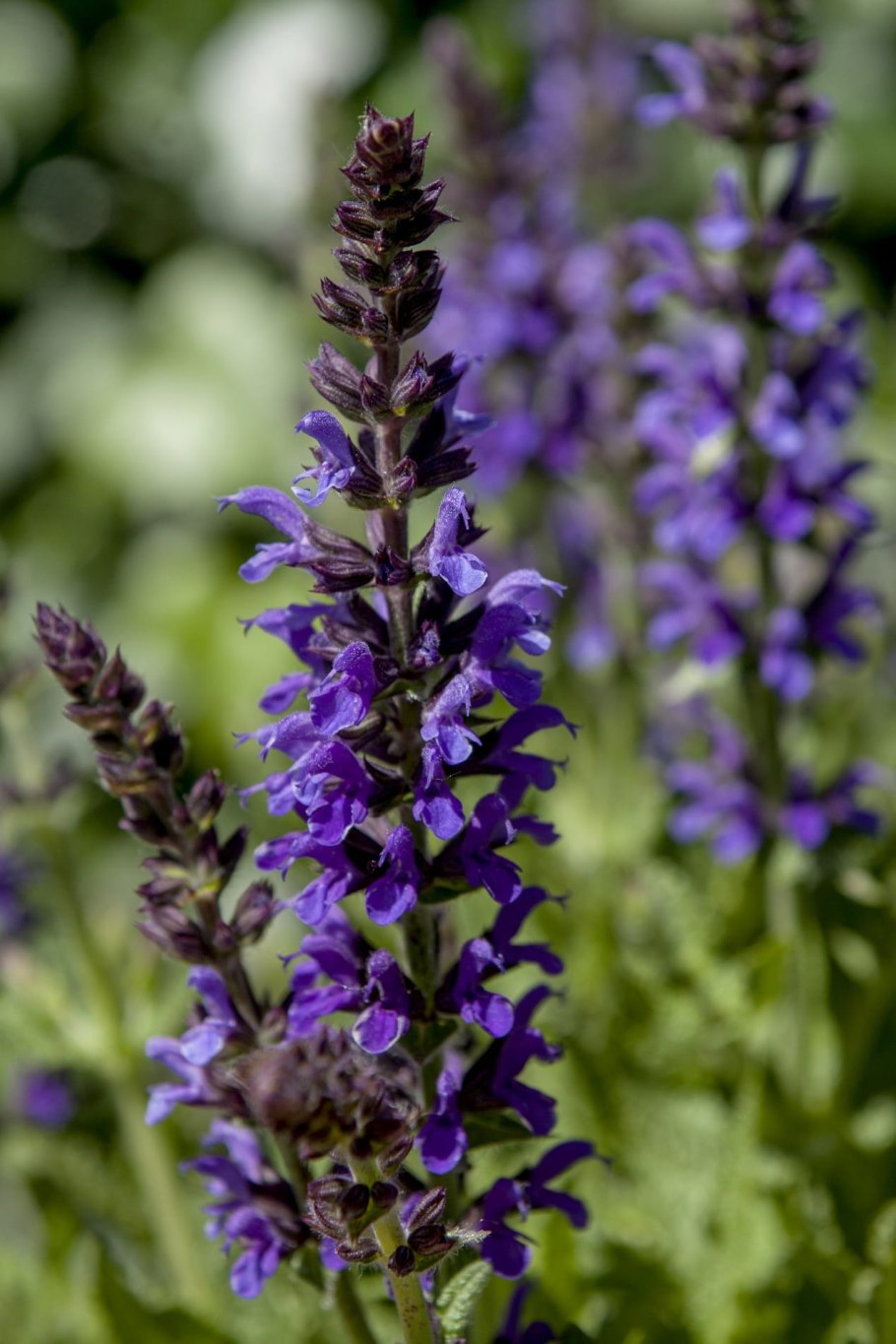 Шалфей Дубравный "Blue Bouquetta"