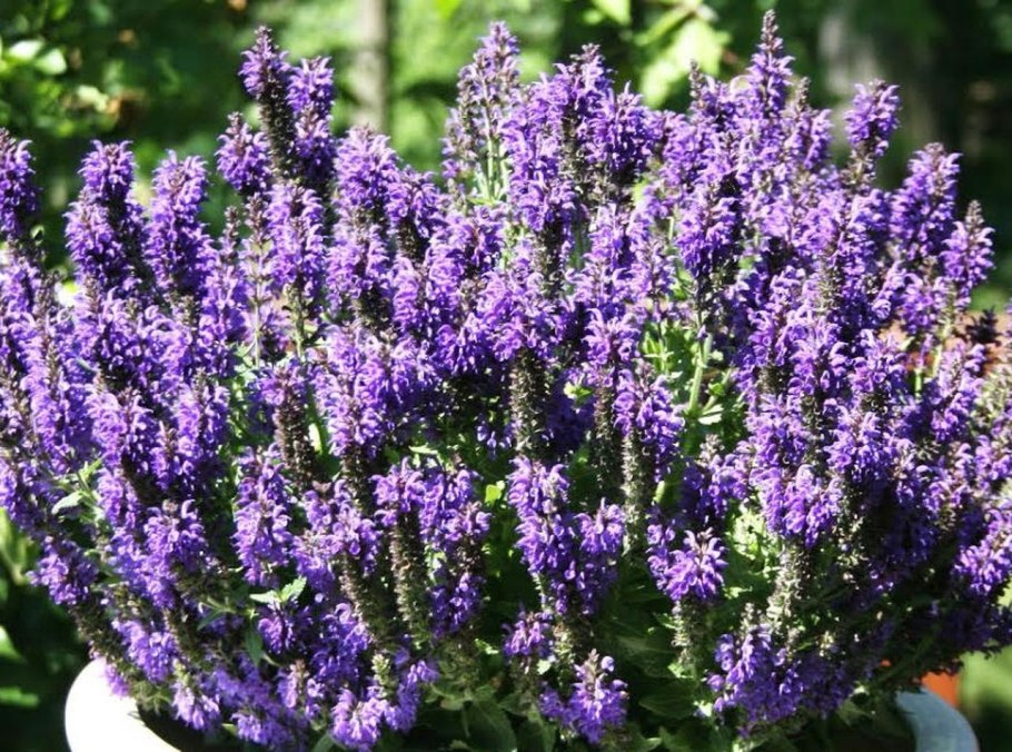 Шалфей Дубравный Маркус "Marcus"