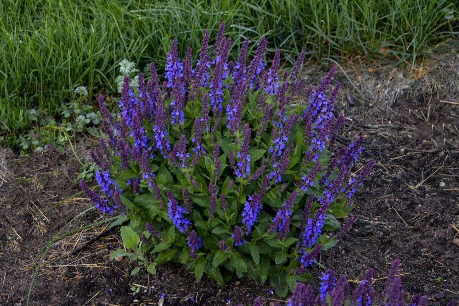 Сальвия Леруа