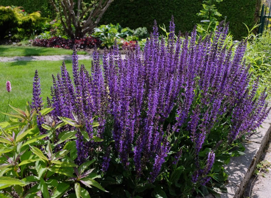 Шалфей Дубравный Остфризленд